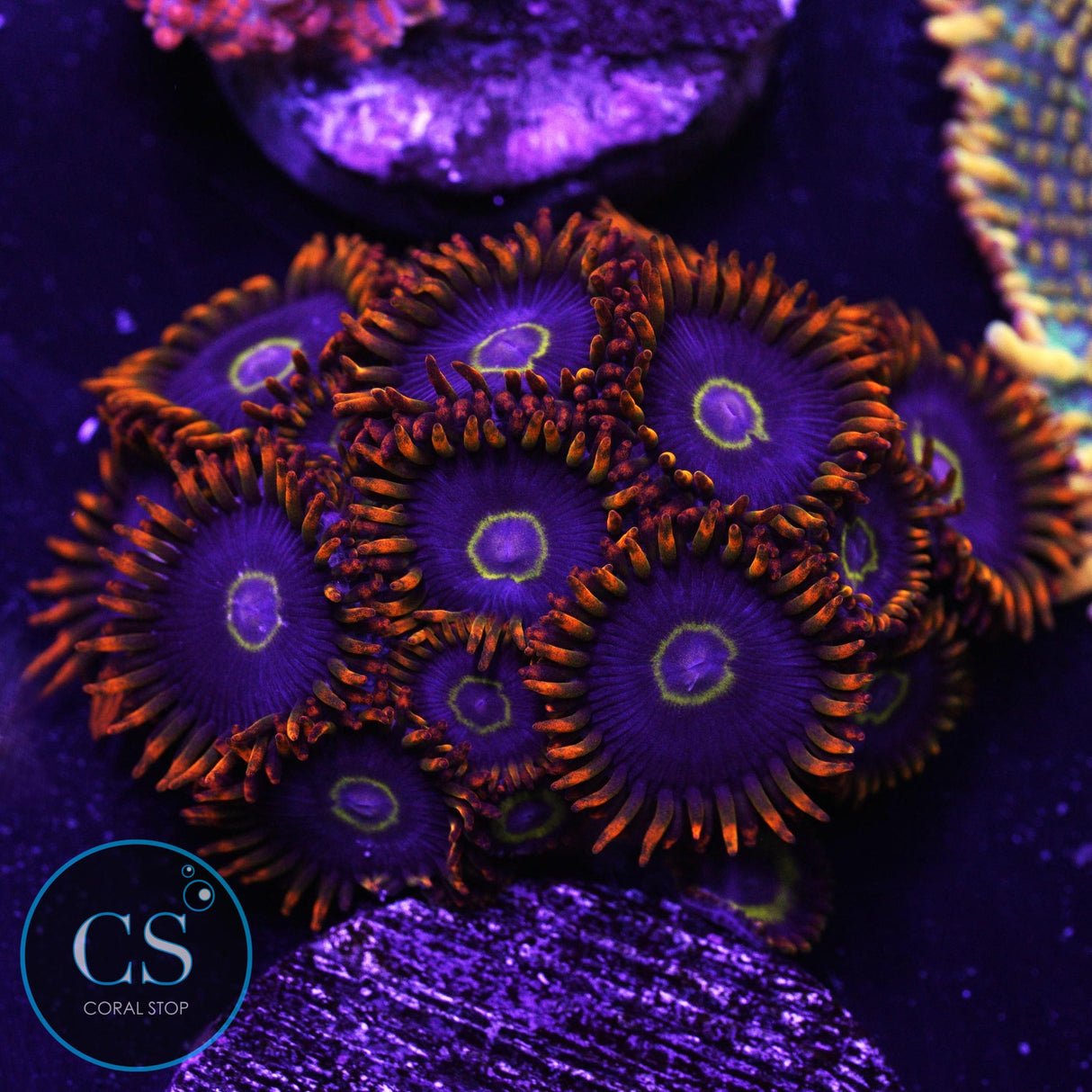 Rainbow Hornet Zoa
