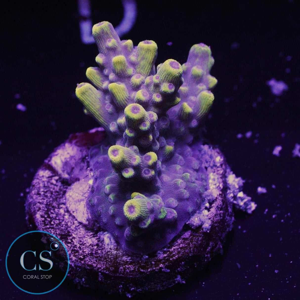Inland Cyclops Acropora