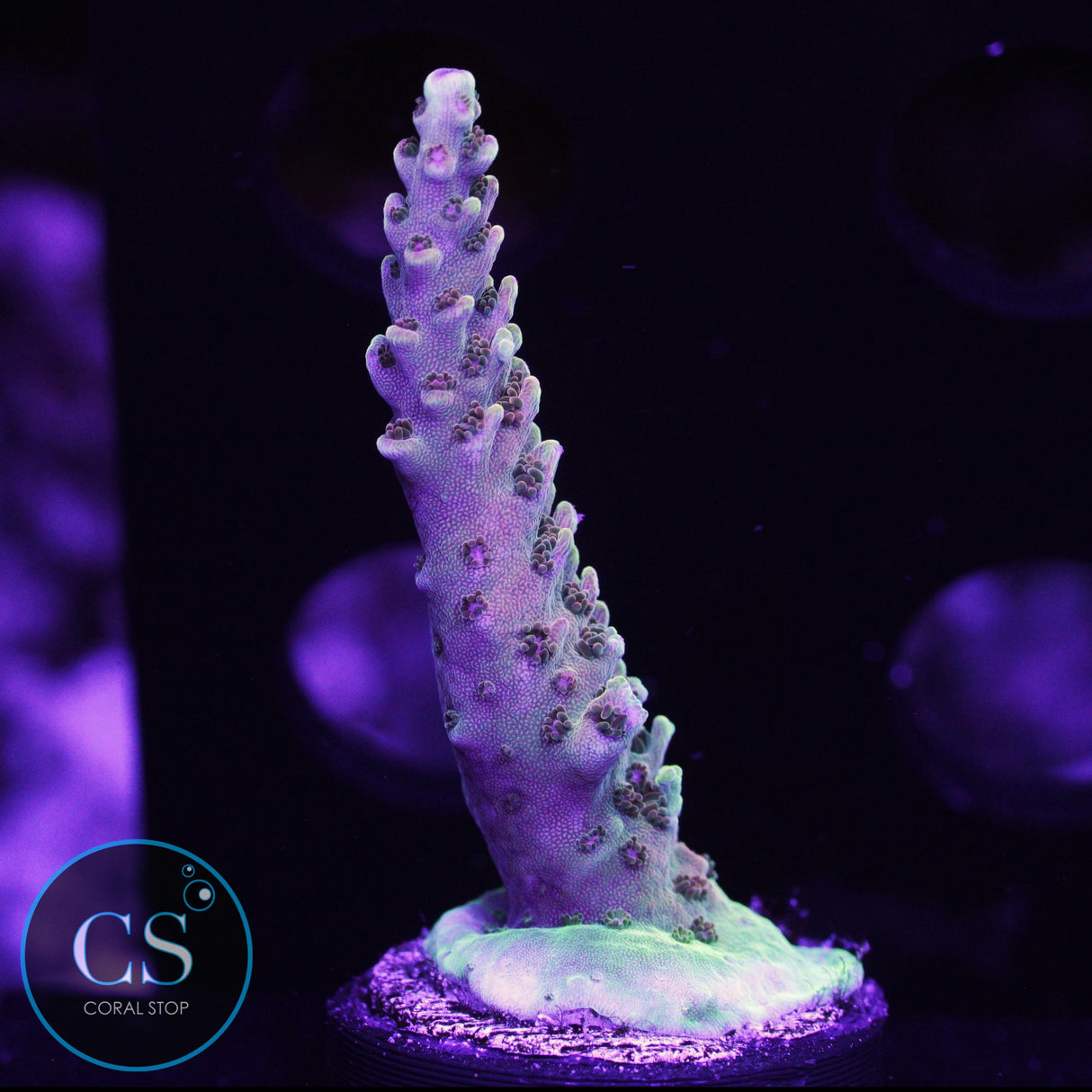 WWC Ace of Spades Acro