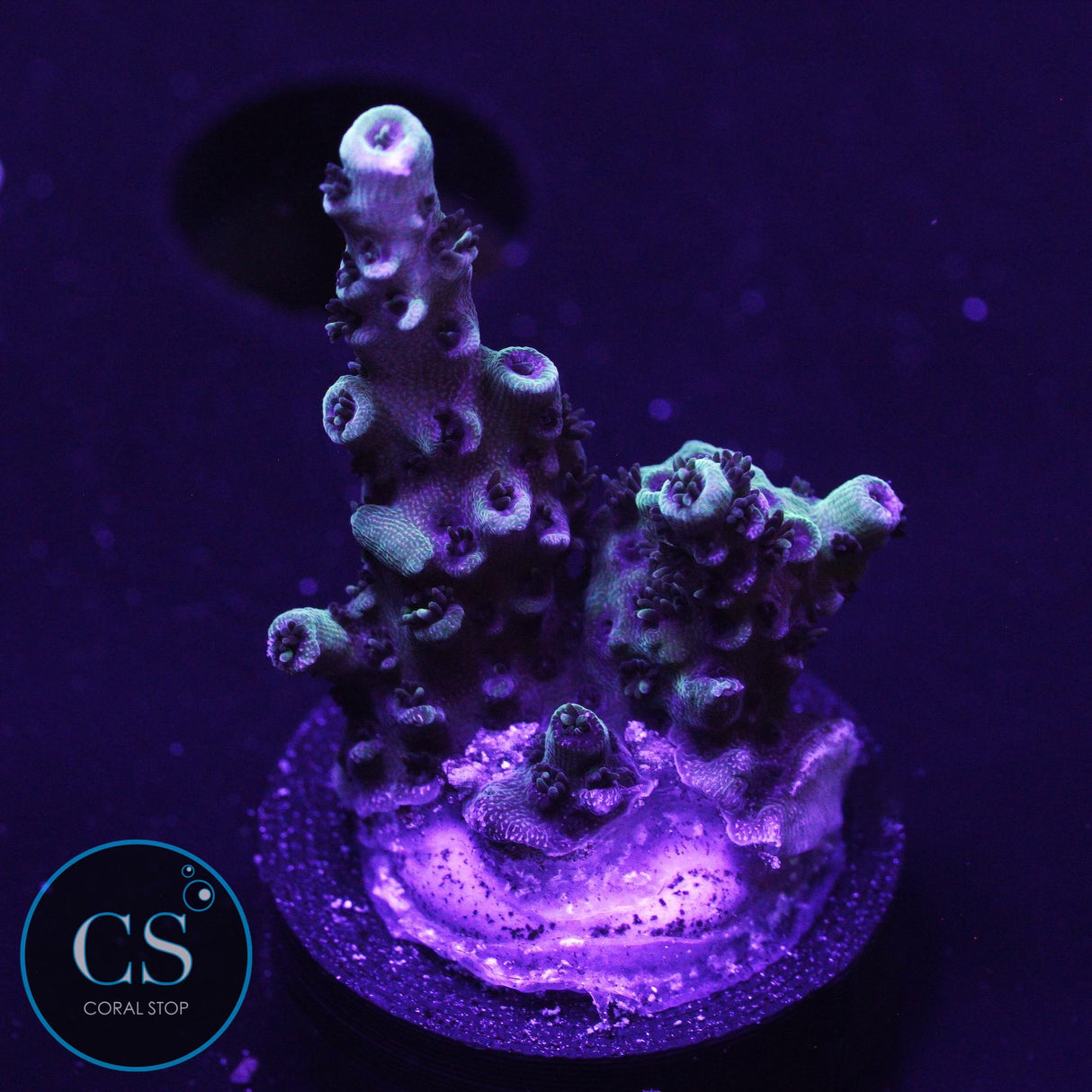 F2M Chrome Illusion Acro