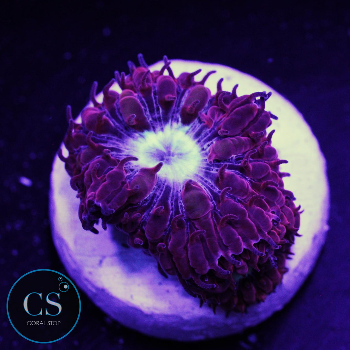 CS Midnight Ice Blasto Merletti
