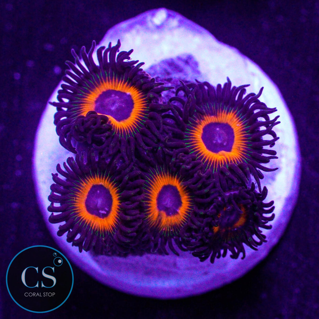 Red UFO Zoa