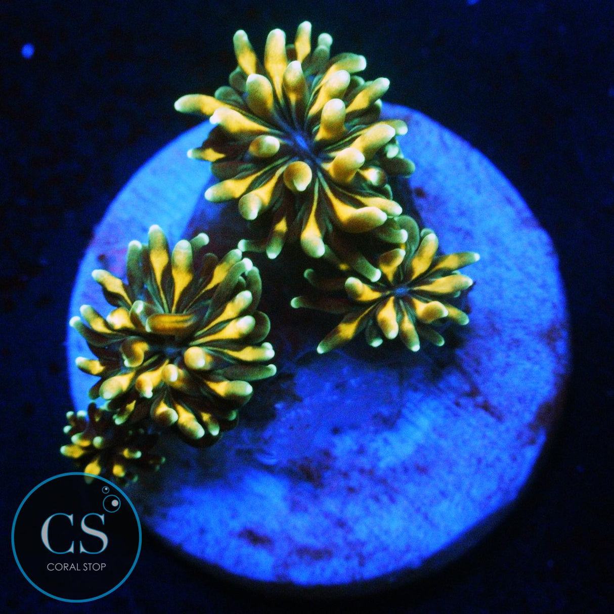 GOLDEN GALAXEA