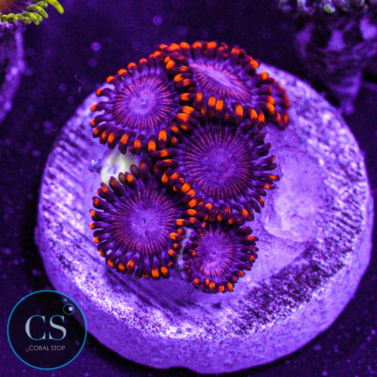 WWC Twizzlers Zoa