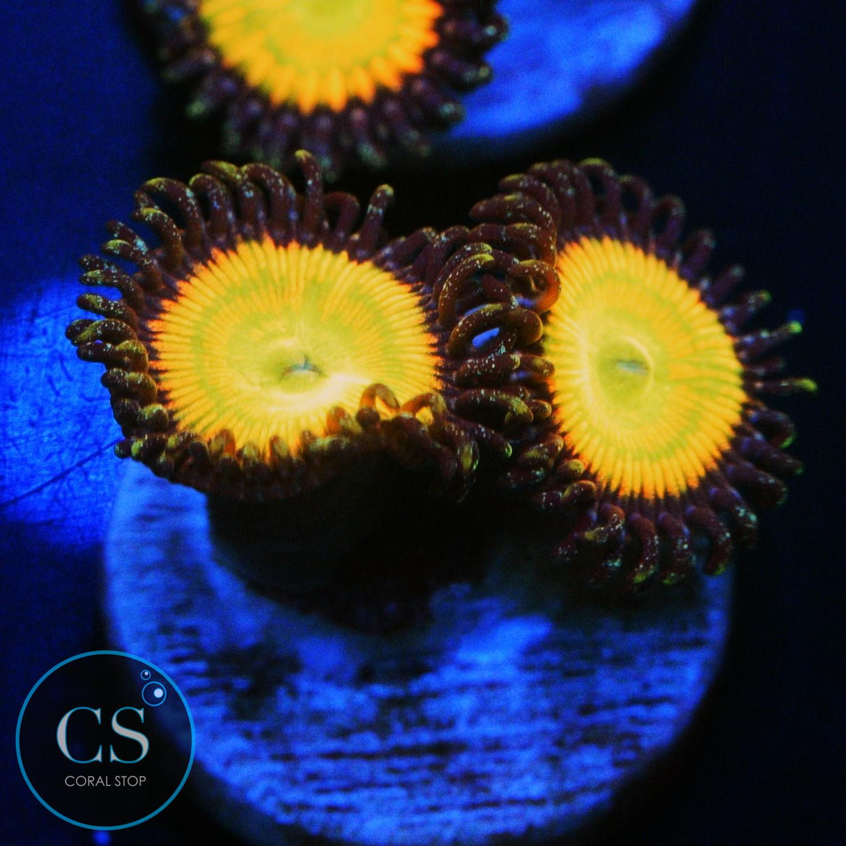SUNNY DELIGHT ZOA