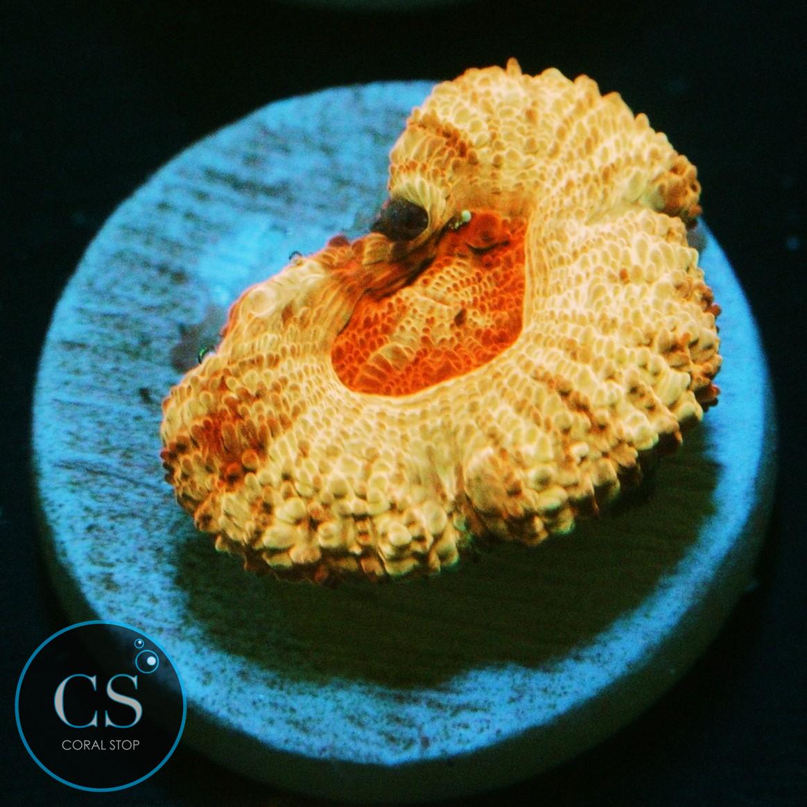 CS NEW RELEASE SUNFIRE BLAZE ASIAN ACAN