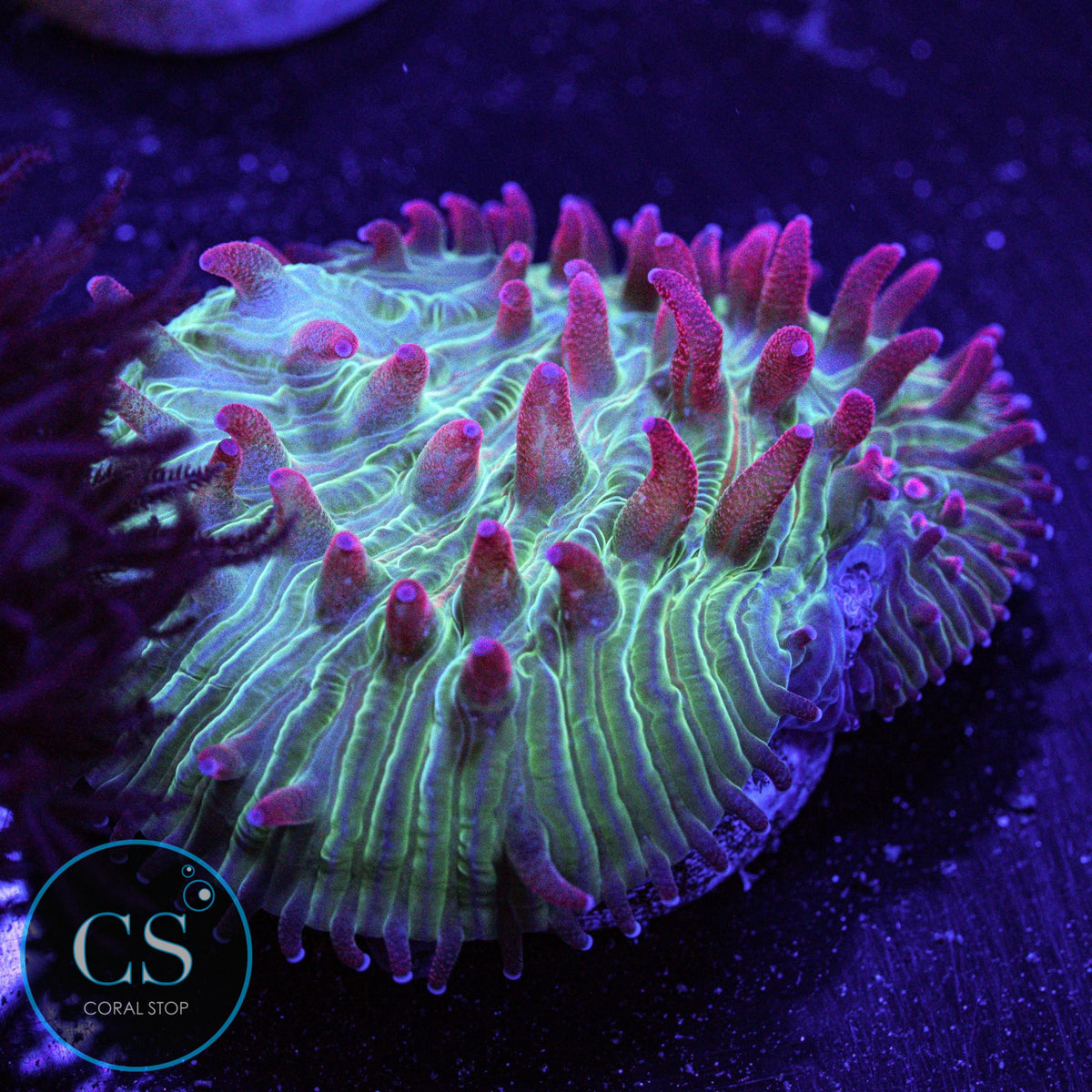 Flame Tip Diaseris Plate