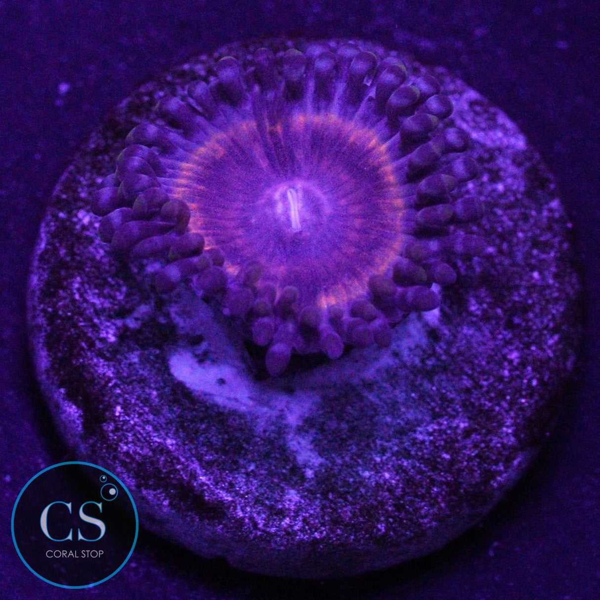 KC BLOODSUCKER ZOA