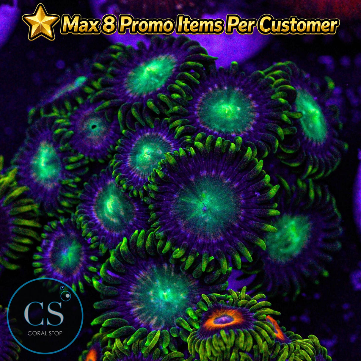 Radioactive Dragon Eye Zoa