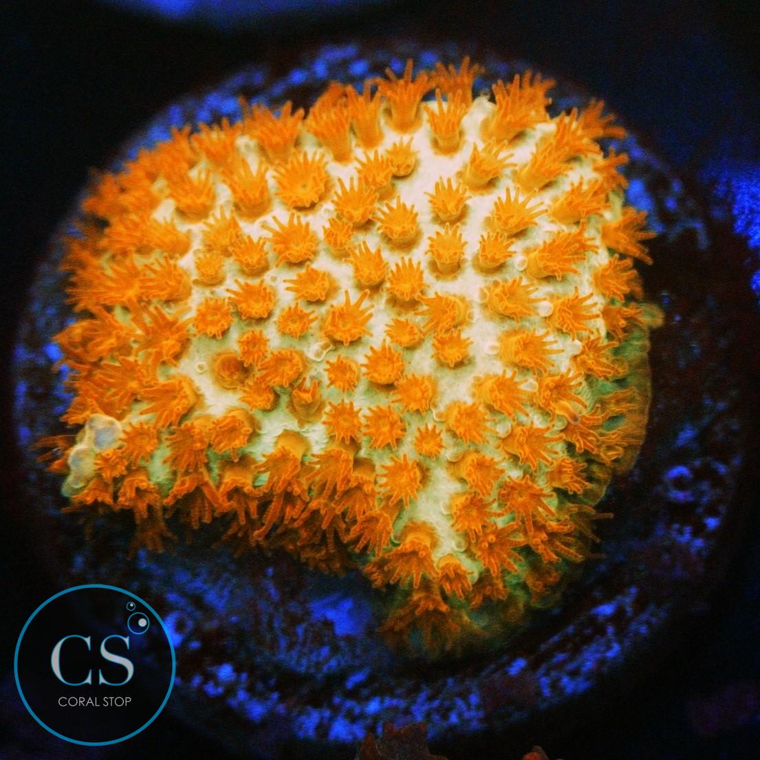 JF BURNING BANANA STYLO