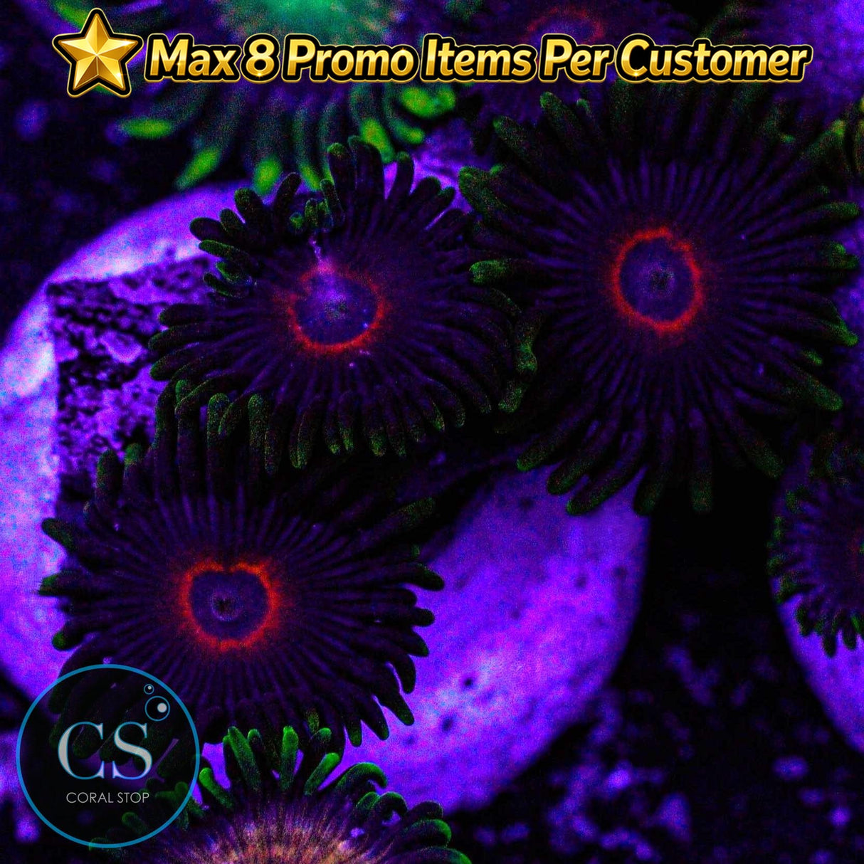 Purple Heart Zoa