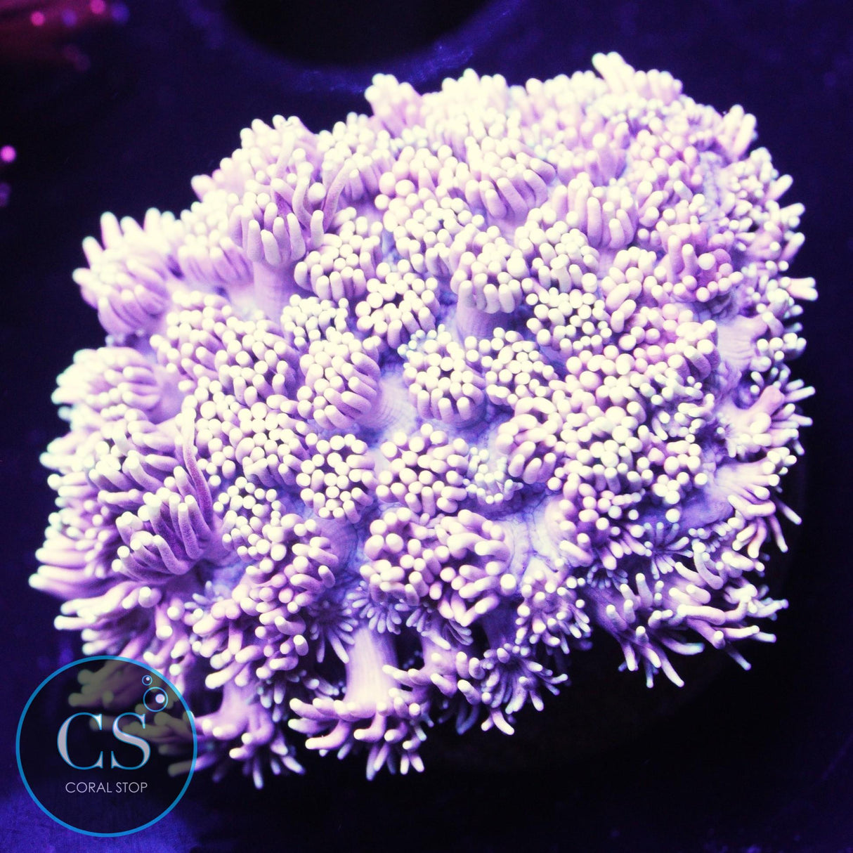 Wonderland Goniopora