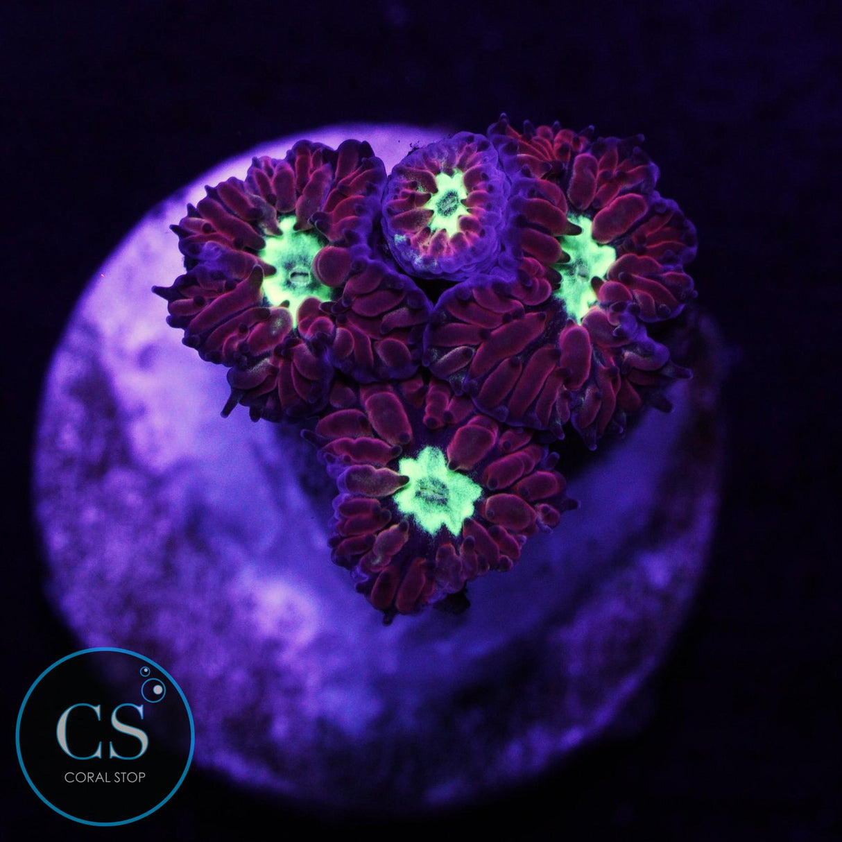 Bright Green Blasto Merletti