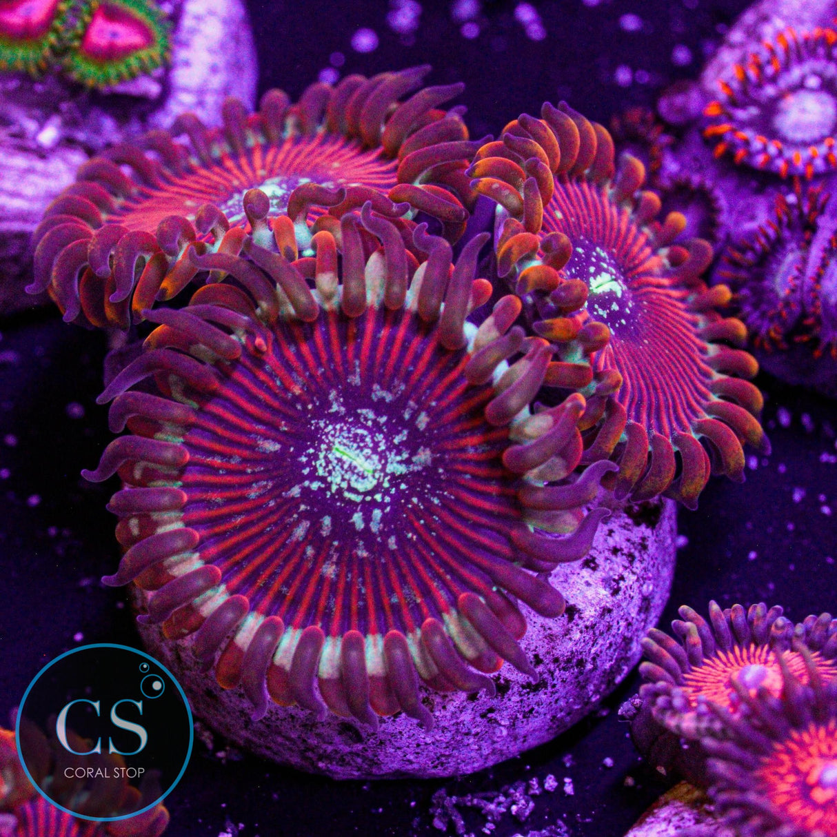 Seduction Zoa