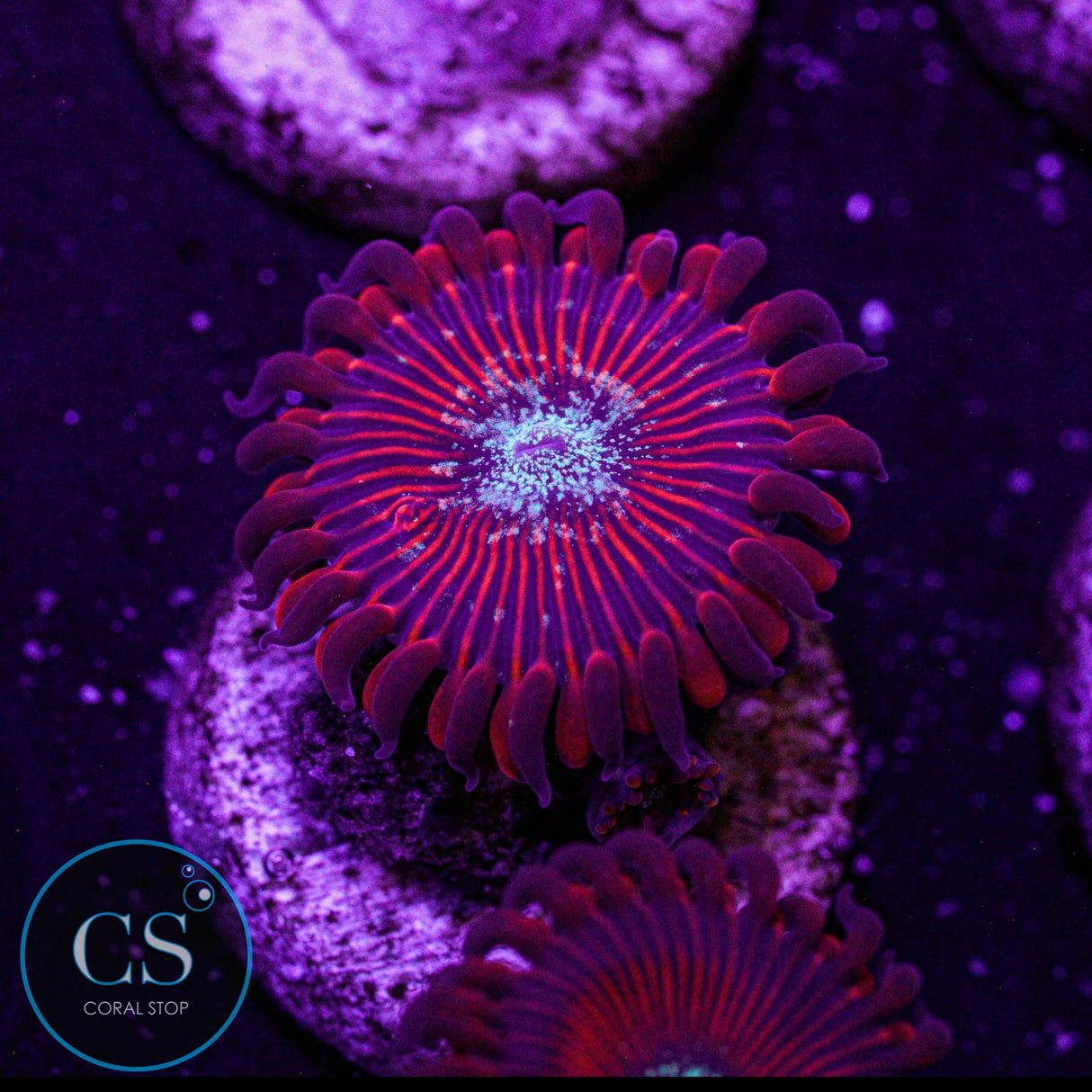 Ultra Magician Zoa