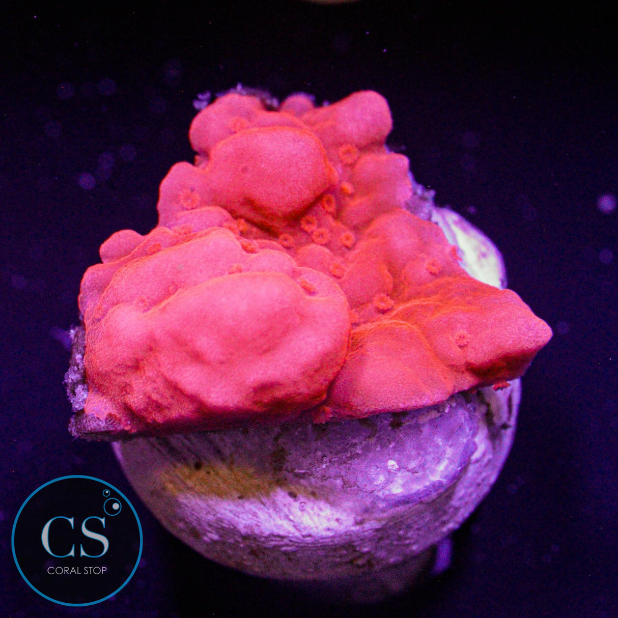 Red Setosa