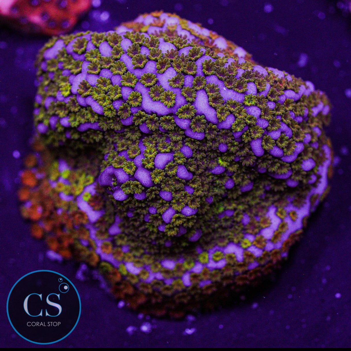 WWC Rainbow Montipora