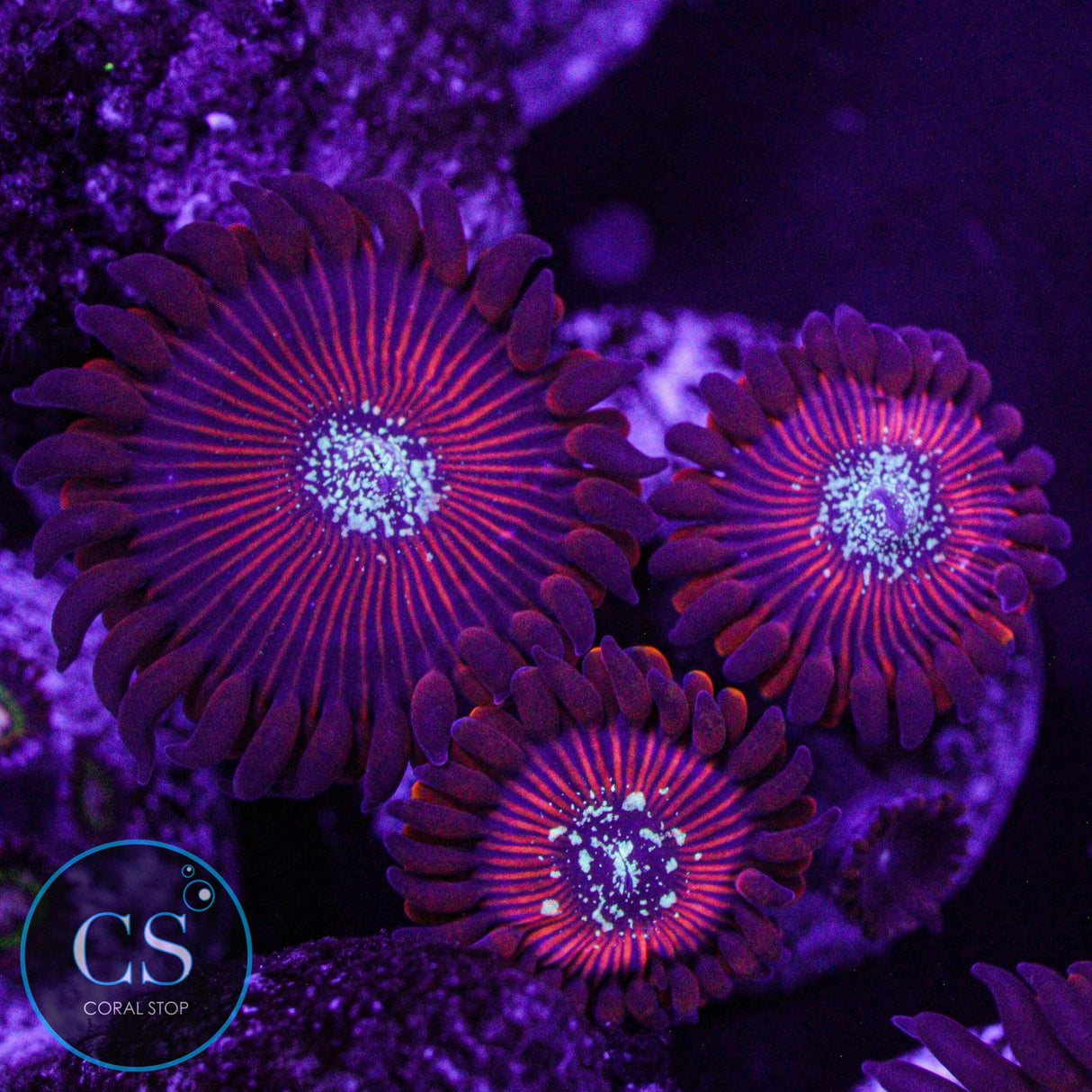 Ultra Magician Zoa