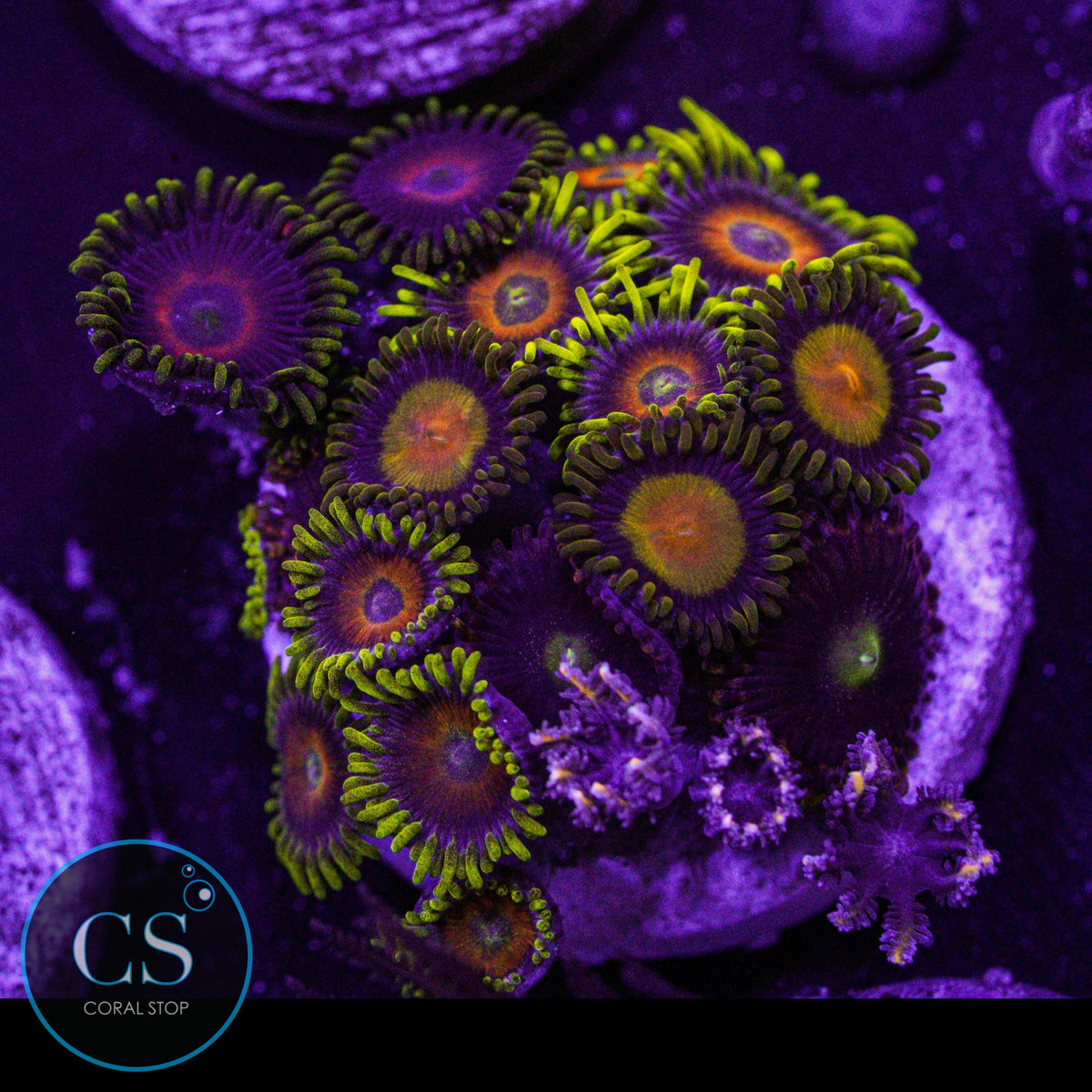 Combo Zoa