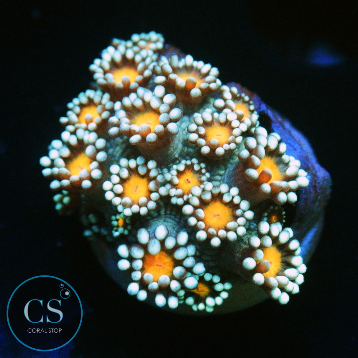 ORANGE BLOSSOM GONI