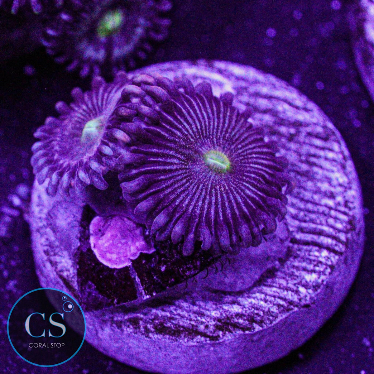 CS Hawk Eye Zoa