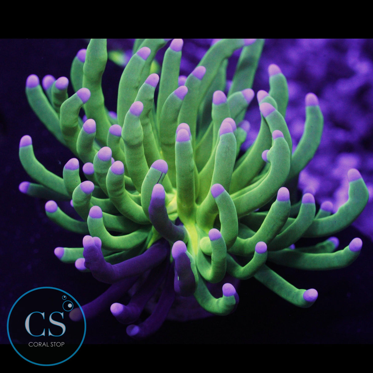 NATURALLY GRAFTED TORCH