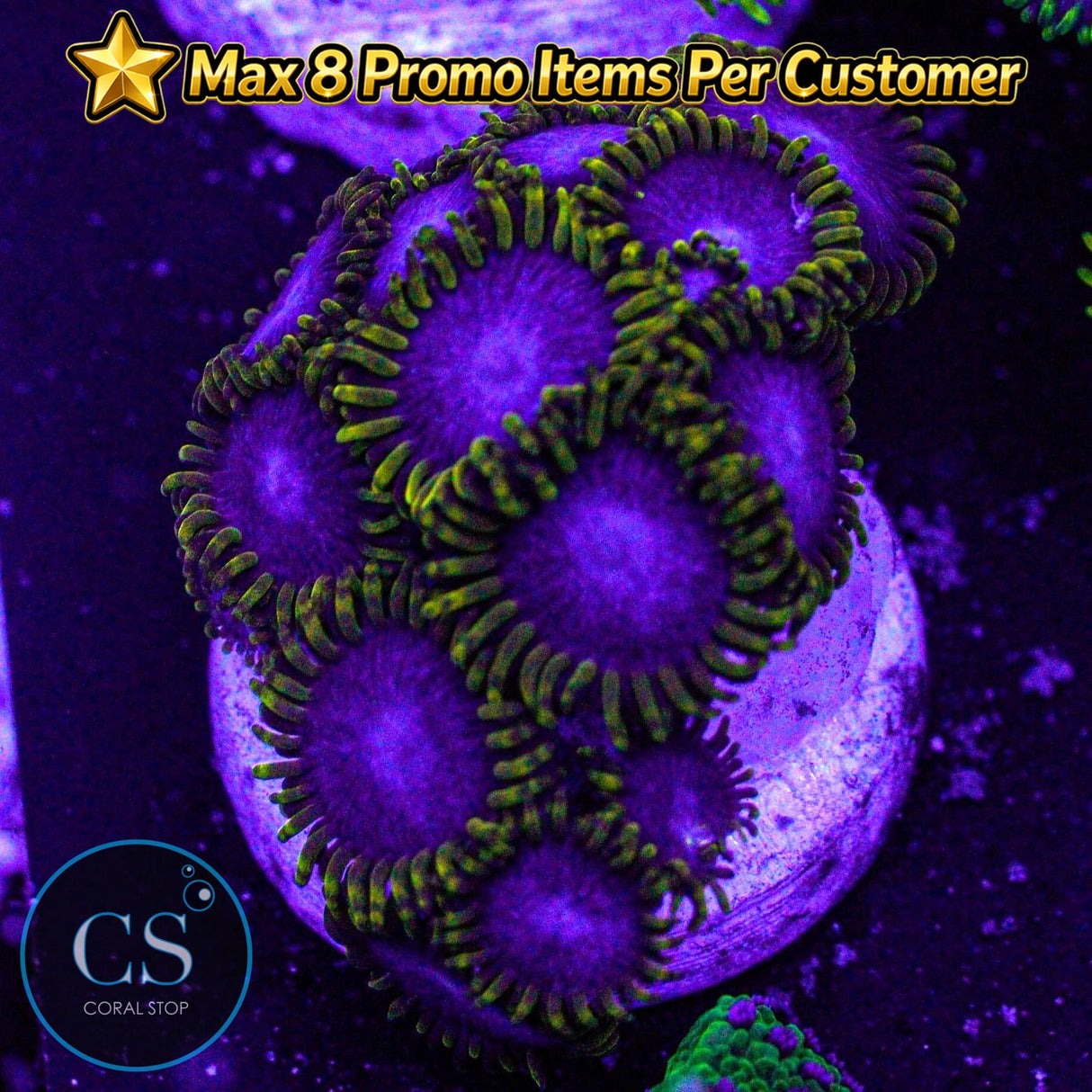 Blue Phoenix Zoa