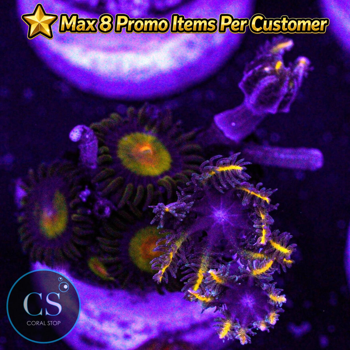 Combo Zoa