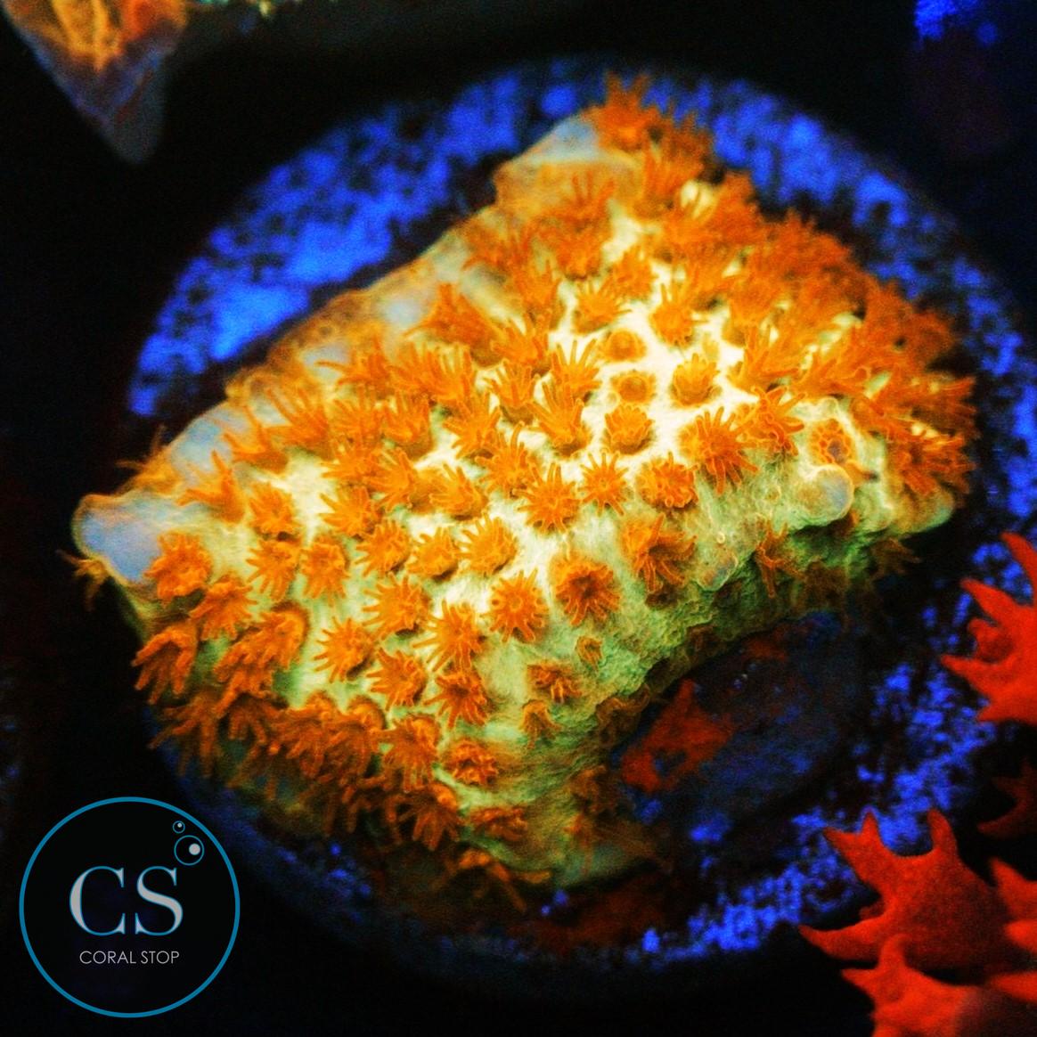 JF BURNING BANANA STYLO