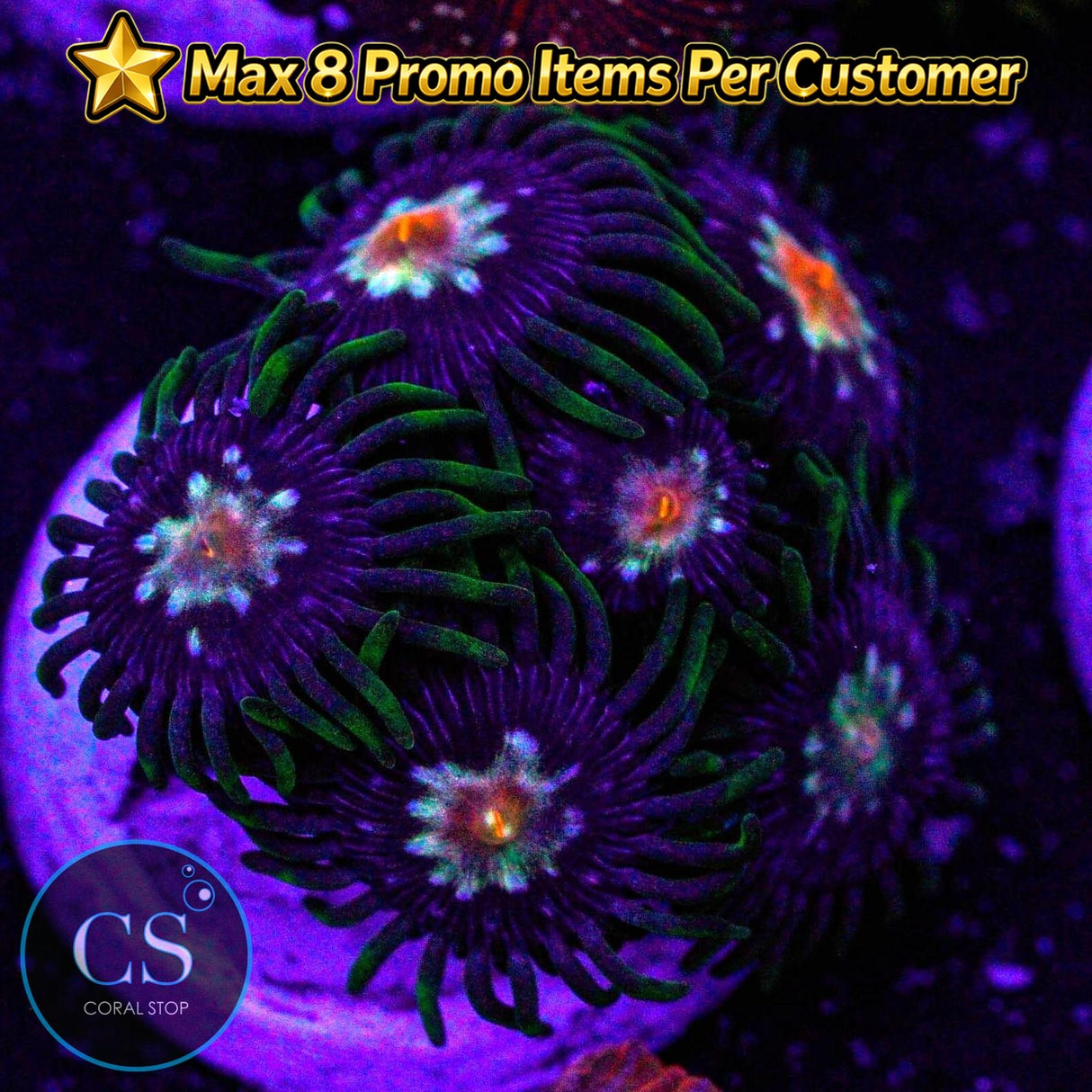 JF Stargazer Zoa