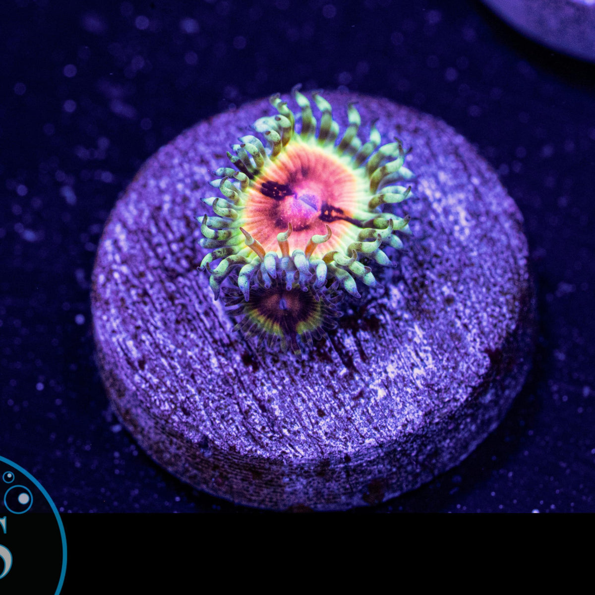 JF Bloodshot Zoa