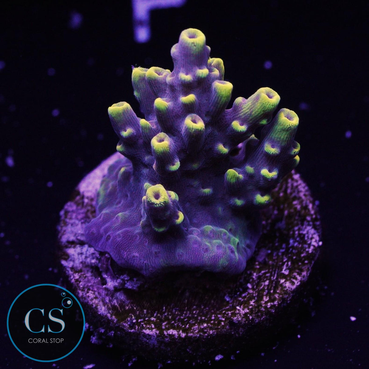 Inland Cyclops Acropora