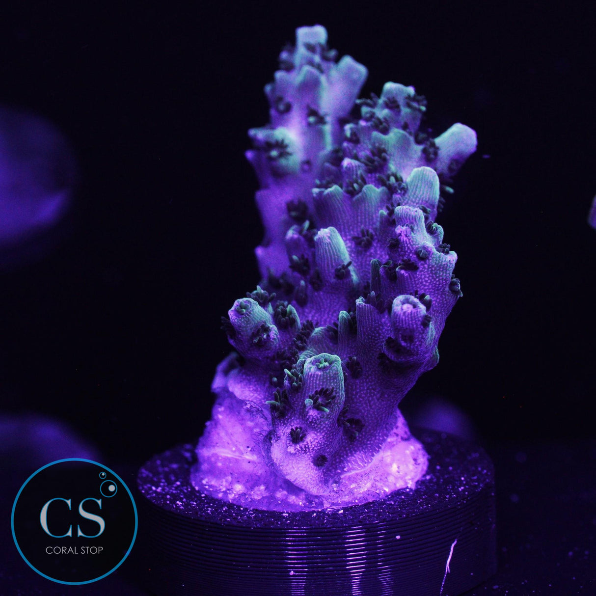 F2M Chrome Illusion Acro