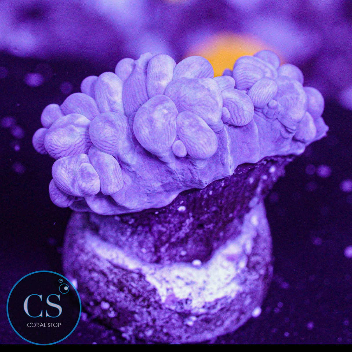 Rare Branch Bubble Coral