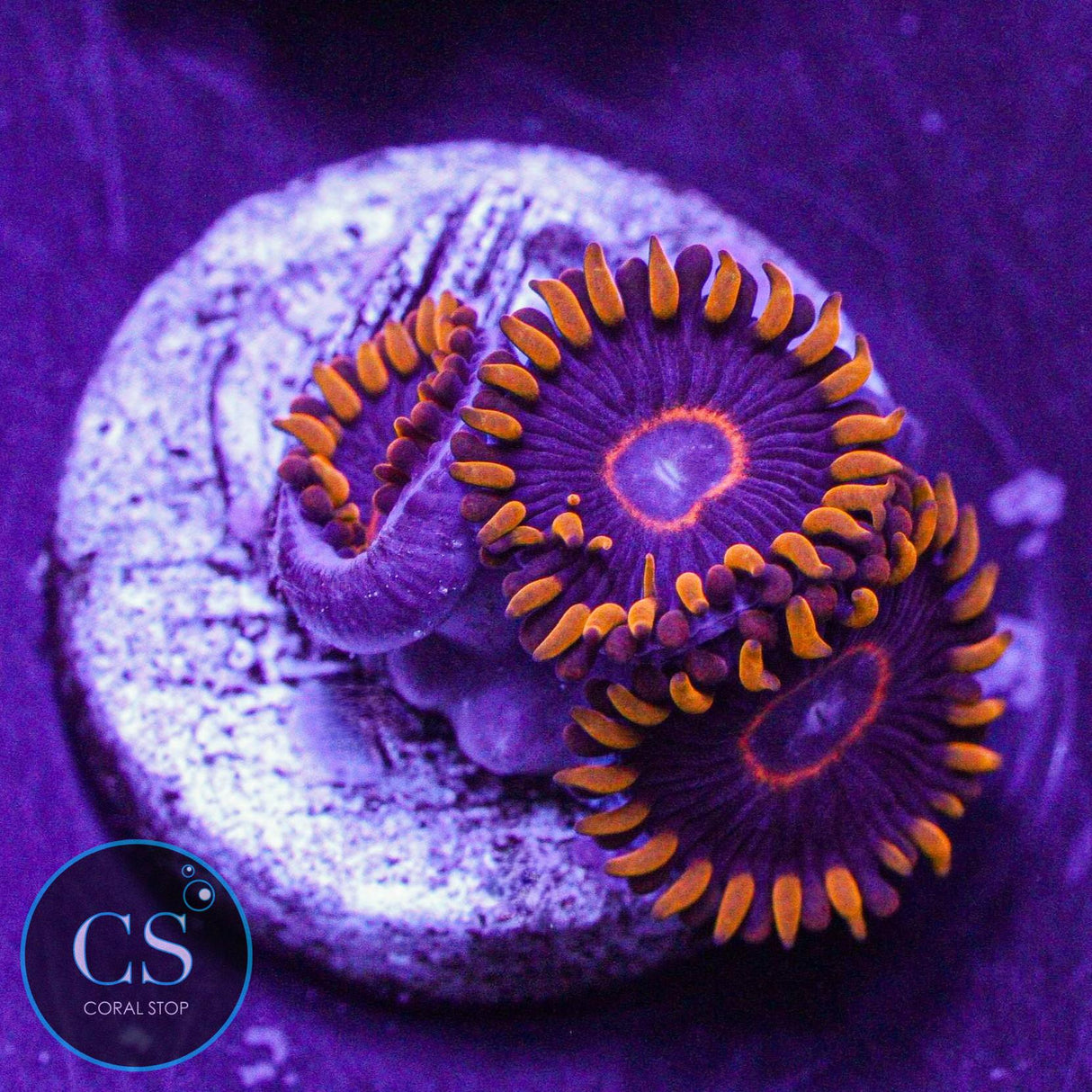 Red Hornet Zoa