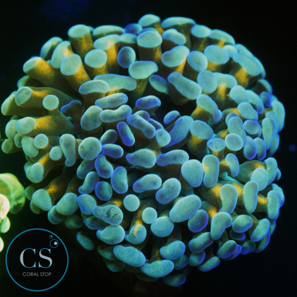 LA LAKERS GOLD STEM CRISTATA