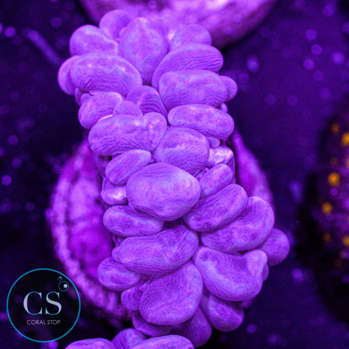 Rare Branching Bubble Coral