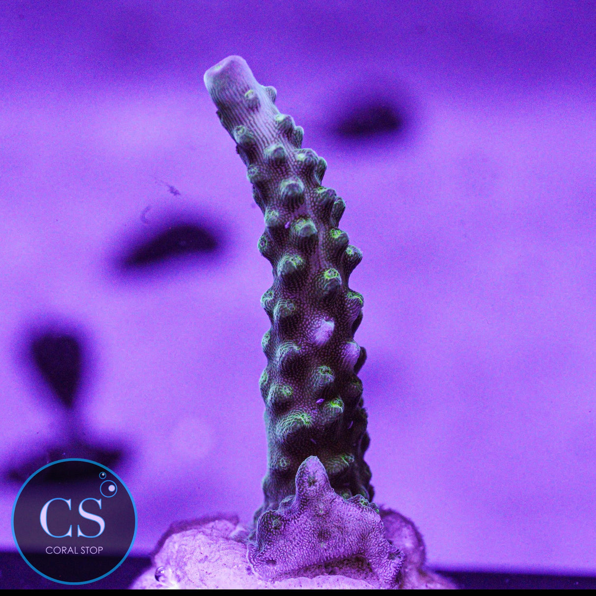 Paletta Tricolor Acro