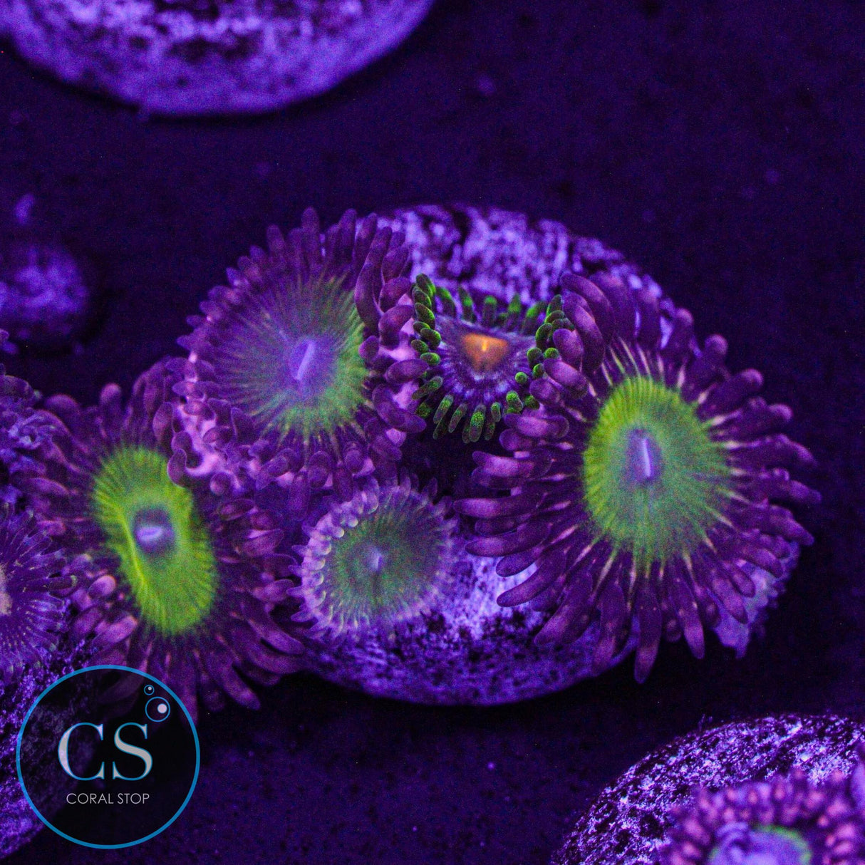 CB Omega Zoa