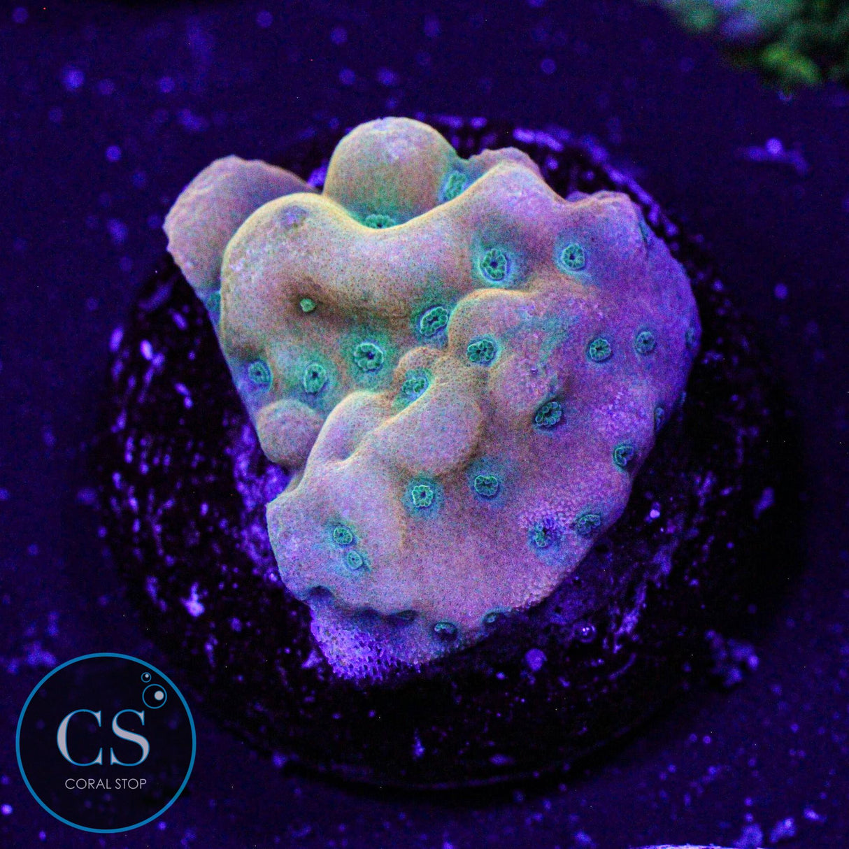 WWC Kung Pao Montipora
