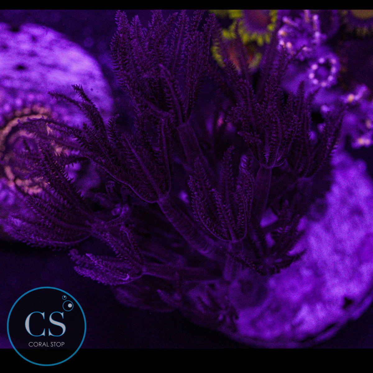 Rare Ruby Red Pulsing Xenia