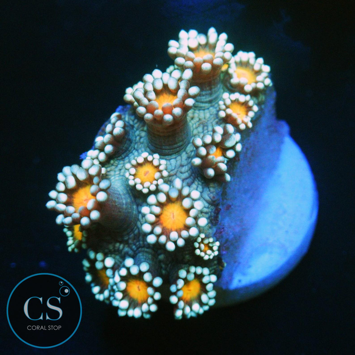 ORANGE BLOSSOM GONI
