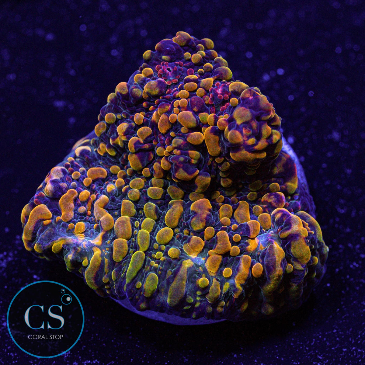CC Cloudberry Chalice