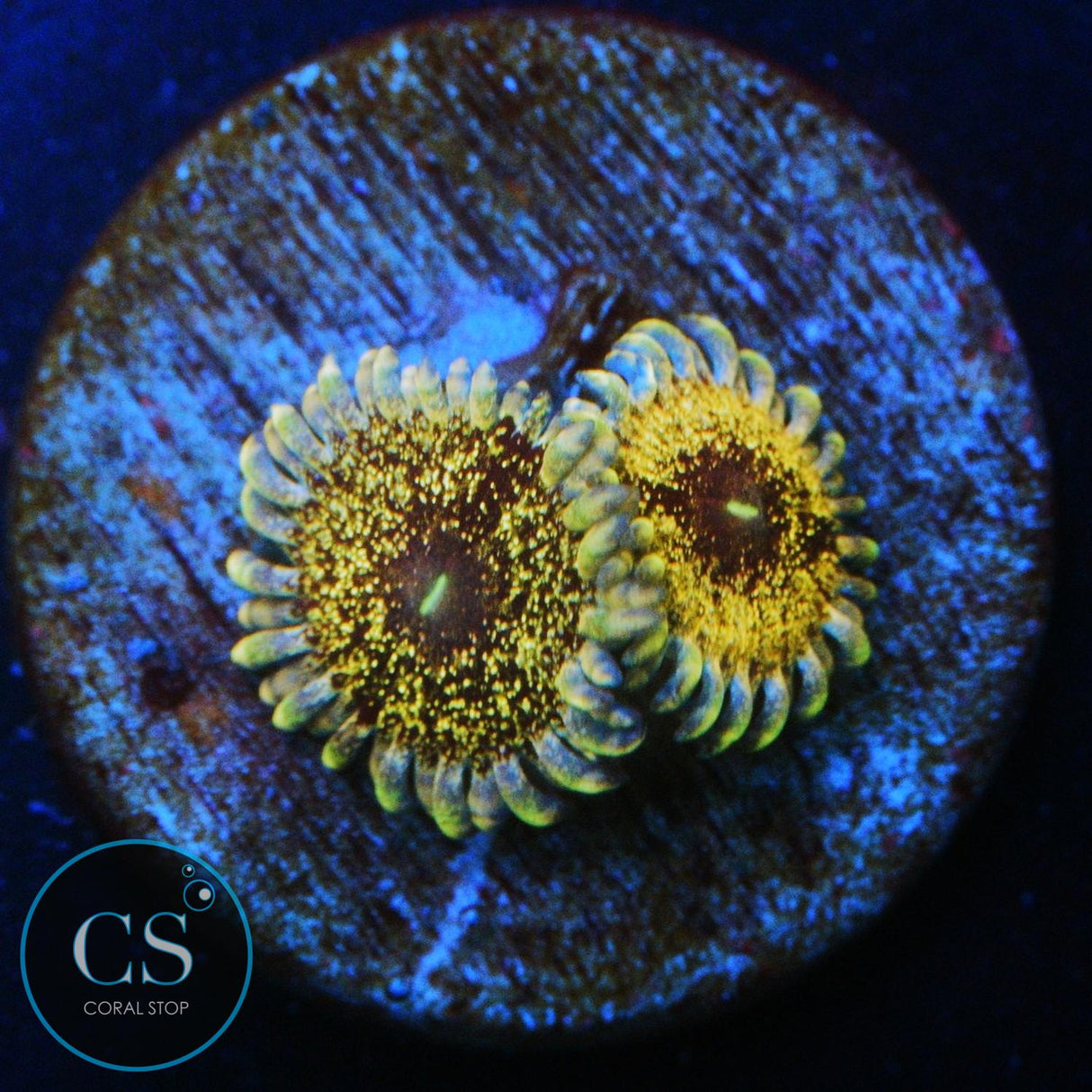SOLAR CIRCUS ZOA