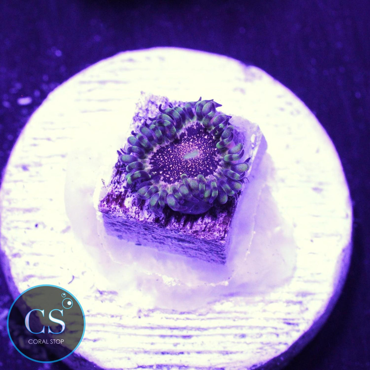 Gizmo Zoa