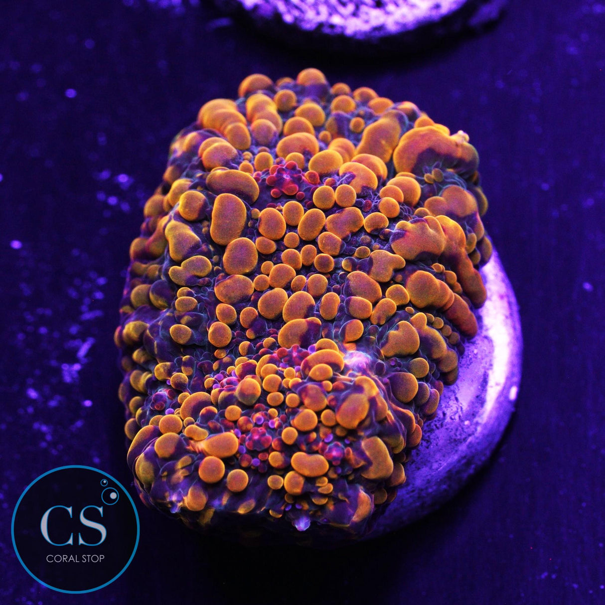 CC Cloudberry Chalice