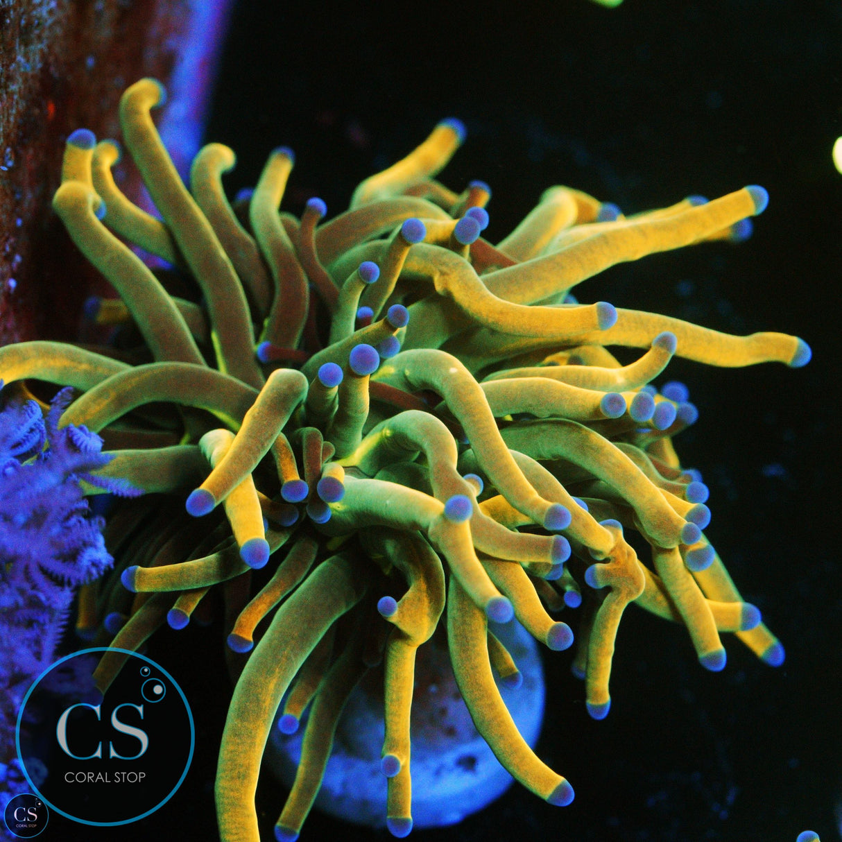 2 HEAD DRAGON TAMER GOLD TORCH