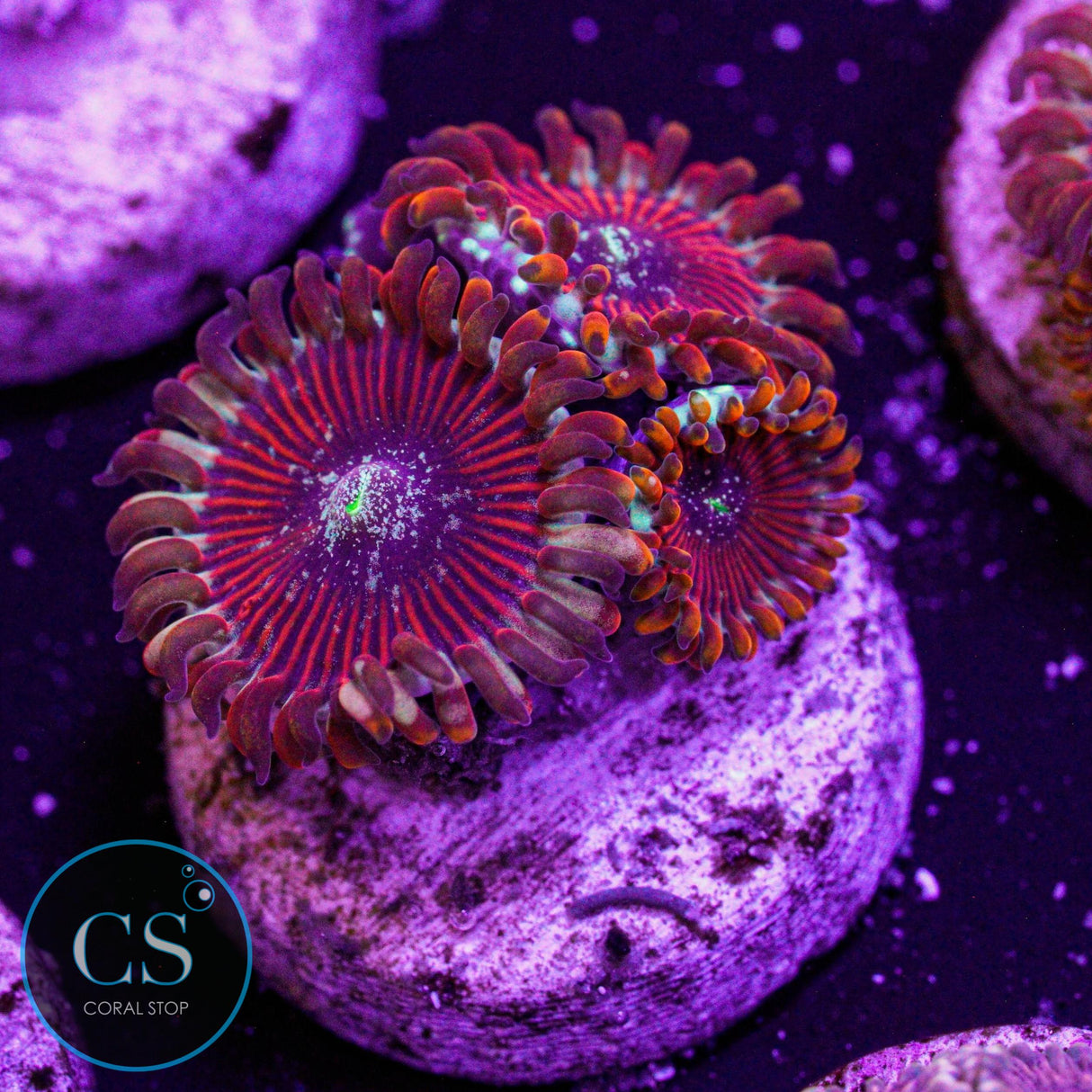 Seduction Zoa