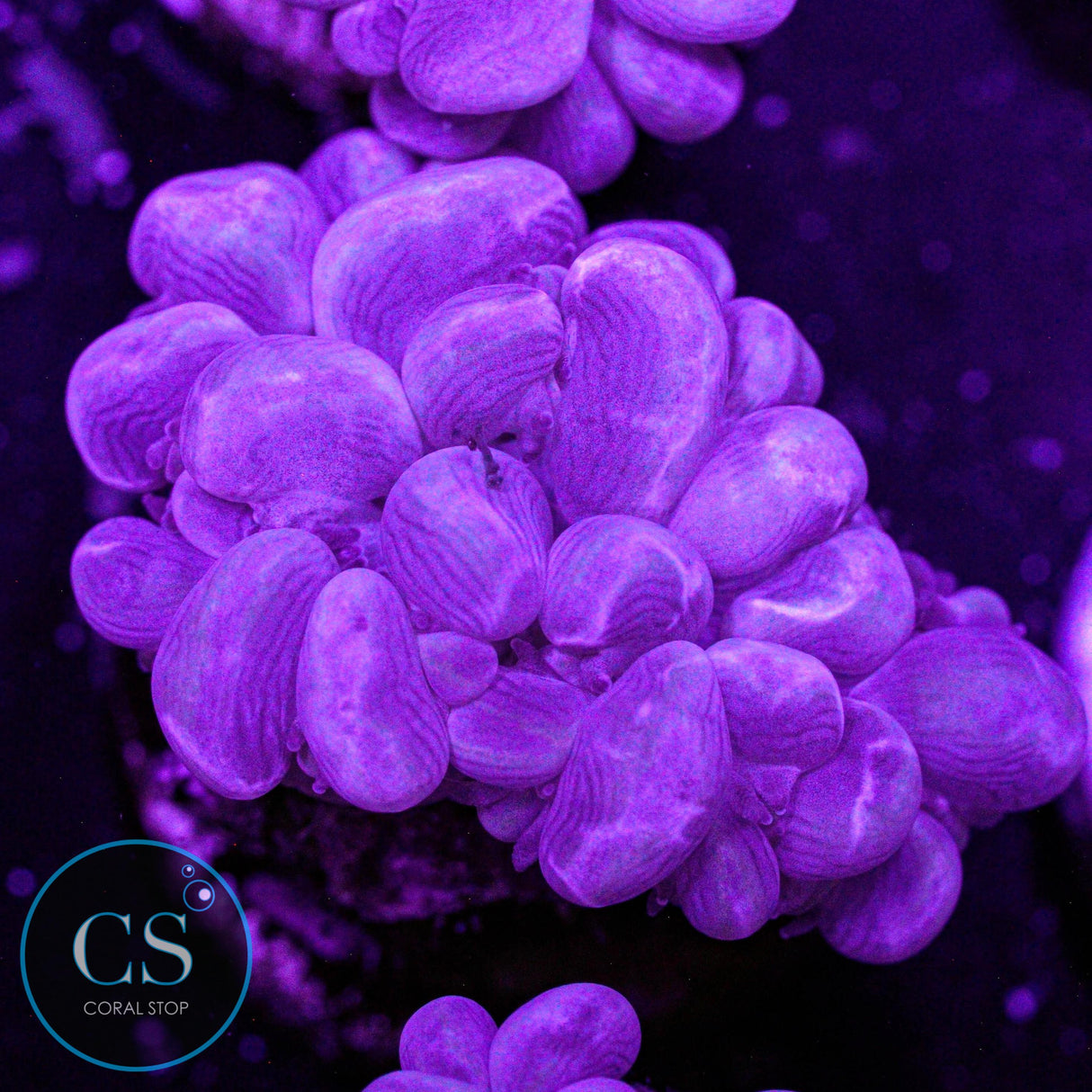 Rare Branching Bubble Coral