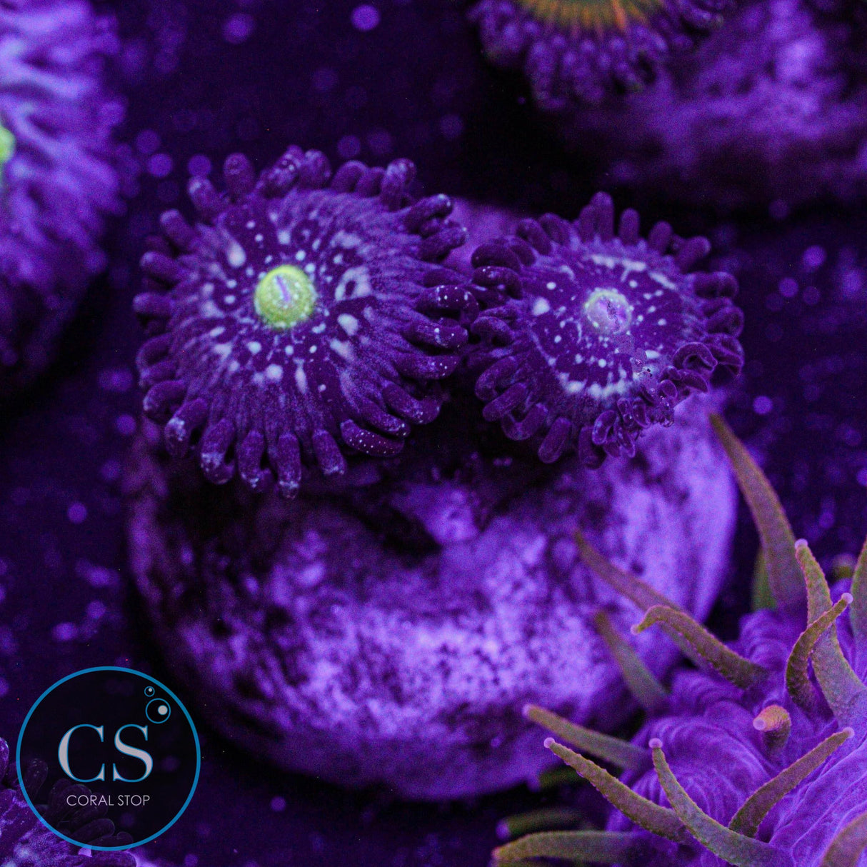 Blue Lagoon Zoa